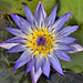 Blue and Yellow Water Lily – Montréal Botanical Garden