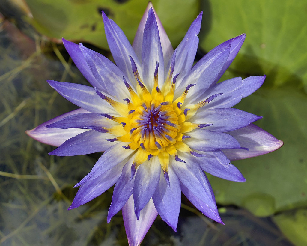 Blue and Yellow Water Lily – Montréal Botanical Garden