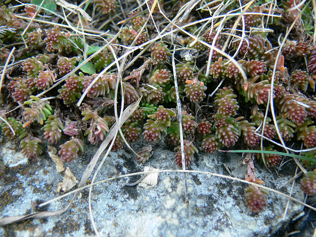 Flora und Fauna am Münchshofener Berg