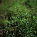 20100928-0006 Amaranthus spinosus L.