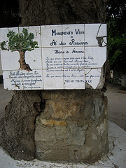 A-dos-Ruivos, old ash tree (2)