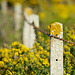 Fence on yellow