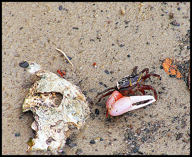 Curious crab