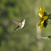 colibri en action