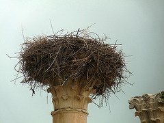 Volubilis- Storks' Nest