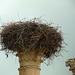 Volubilis- Storks' Nest
