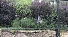 20100902 7932Aw [D~ST] Inka-Seeschwalbe (Larosterna inca), Zoo Rheine