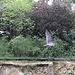20100902 7932Aw [D~ST] Inka-Seeschwalbe (Larosterna inca), Zoo Rheine