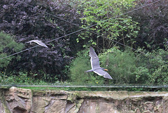 20100902 7931Aw [D~ST] Inka-Seeschwalbe (Larosterna inca), Zoo Rheine