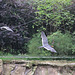 20100902 7931Aw [D~ST] Inka-Seeschwalbe (Larosterna inca), Zoo Rheine
