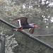 20100902 7930Aw [D~ST] Inka-Seeschwalbe (Larosterna inca), Zoo Rheine