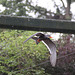 20100902 7929Aw [D~ST] Inka-Seeschwalbe (Larosterna inca), Zoo Rheine