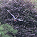 20100902 7928Aw [D~ST] Inka-Seeschwalbe (Larosterna inca), Zoo Rheine