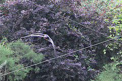 20100902 7927Aw [D~ST] Inka-Seeschwalbe (Larosterna inca), Zoo Rheine
