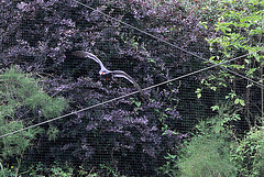 20100902 7926Aw [D~ST] Inka-Seeschwalbe (Larosterna inca), Zoo Rheine