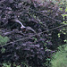 20100902 7926Aw [D~ST] Inka-Seeschwalbe (Larosterna inca), Zoo Rheine