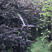 20100902 7925Aw [D~ST] Inka-Seeschwalbe (Larosterna inca), Zoo Rheine