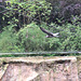 20100902 7924Aw [D~ST] Inka-Seeschwalbe (Larosterna inca), Zoo Rheine
