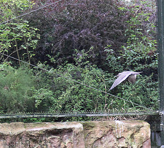 20100902 7923Aw [D~ST] Inka-Seeschwalbe (Larosterna inca), Zoo Rheine