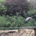 20100902 7923Aw [D~ST] Inka-Seeschwalbe (Larosterna inca), Zoo Rheine