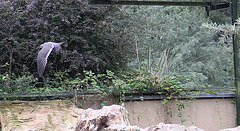 20100902 7922Aw [D~ST] Inka-Seeschwalbe (Larosterna inca), Zoo Rheine