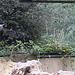 20100902 7922Aw [D~ST] Inka-Seeschwalbe (Larosterna inca), Zoo Rheine