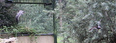 20100902 7921Aw [D~ST] Inka-Seeschwalbe (Larosterna inca), Zoo Rheine