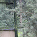 20100902 7921Aw [D~ST] Inka-Seeschwalbe (Larosterna inca), Zoo Rheine