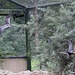 20100902 7920Aw [D~ST] Inka-Seeschwalbe (Larosterna inca), Zoo Rheine
