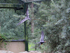 20100902 7919Aw [D~ST] Inka-Seeschwalbe (Larosterna inca), Zoo Rheine