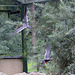 20100902 7919Aw [D~ST] Inka-Seeschwalbe (Larosterna inca), Zoo Rheine