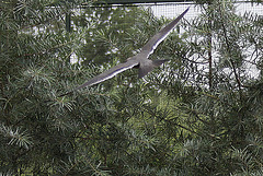 20100902 7918Aw [D~ST] Inka-Seeschwalbe (Larosterna inca), Zoo Rheine
