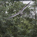 20100902 7918Aw [D~ST] Inka-Seeschwalbe (Larosterna inca), Zoo Rheine