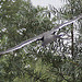 20100902 7917Aw [D~ST] Inka-Seeschwalbe (Larosterna inca), Zoo Rheine