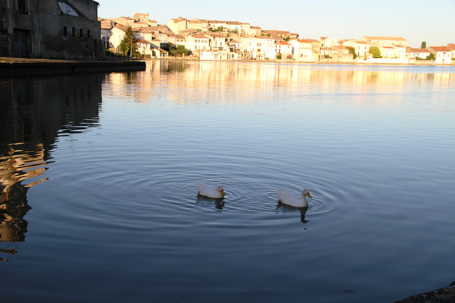 Deux canards faisaient des ronds dans l'eau ...