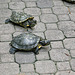 Turtle-Wettrennen