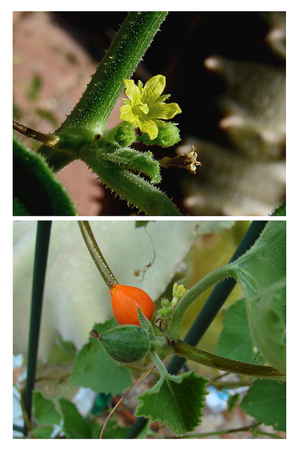 Corallocarpus - Flower and fruit