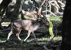 Fallow Stag 3