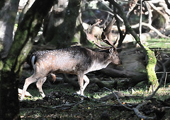 Fallow Stag 2