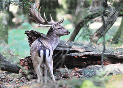 Fallow Stag 1