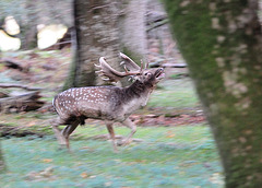 Running Stag