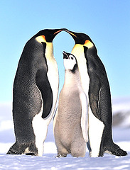 imperiestraj pingvenoj
