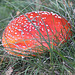 20100923 8325Aw [D~NVP] Roter Fliegenpilz (Amanita muscaria), Pramort, Zingst