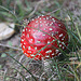 20100923 8324Aw [D~NVP] Roter Fliegenpilz (Amanita muscaria), Pramort, Zingst