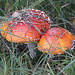 20100923 8321Aw [D~NVP] Roter Fliegenpilz (Amanita muscaria), Pramort, Zingst