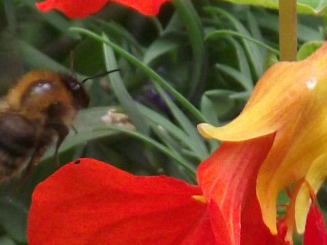 Bee closing in on the flower