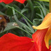 Bee closing in on the flower