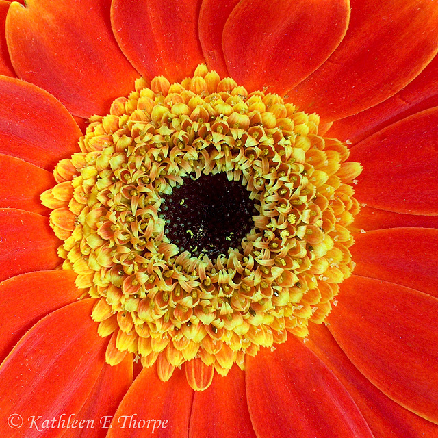 Gerbera Daisy 0003 - First multiple focus image stacking.