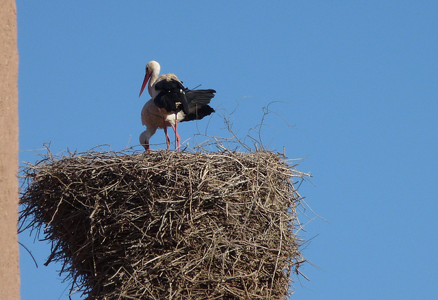 Storks on their Nest