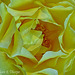 Yellow Rose 0005